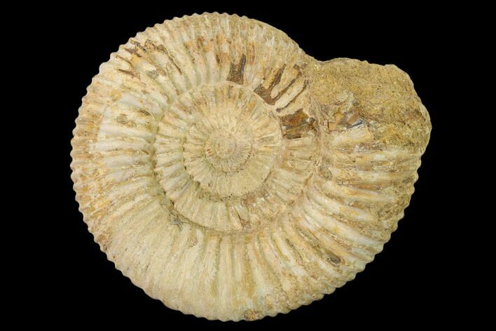 Jurassic Ammonite (Perisphinctes) Fossil - Madagascar #152777